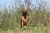 RODESIAN RIDGEBACK 022